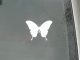 Бабочка - 5